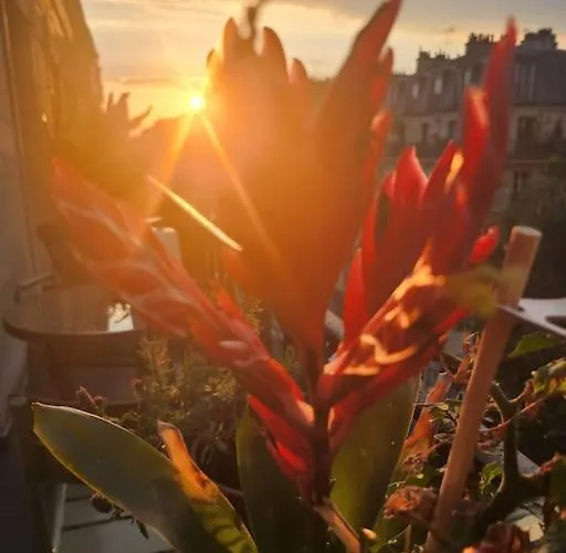Pic De Notre Dame, Charming パリ